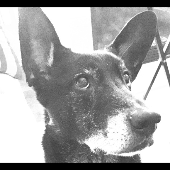 Meet your Posher, Diana - Picture 1 of 2